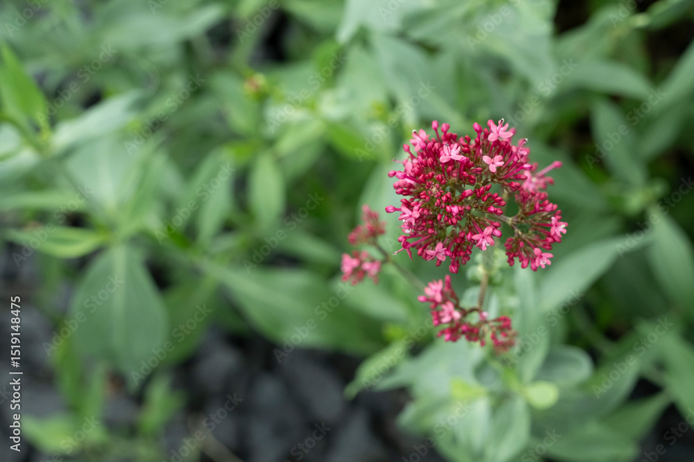 blume flora pink blume flora pink
