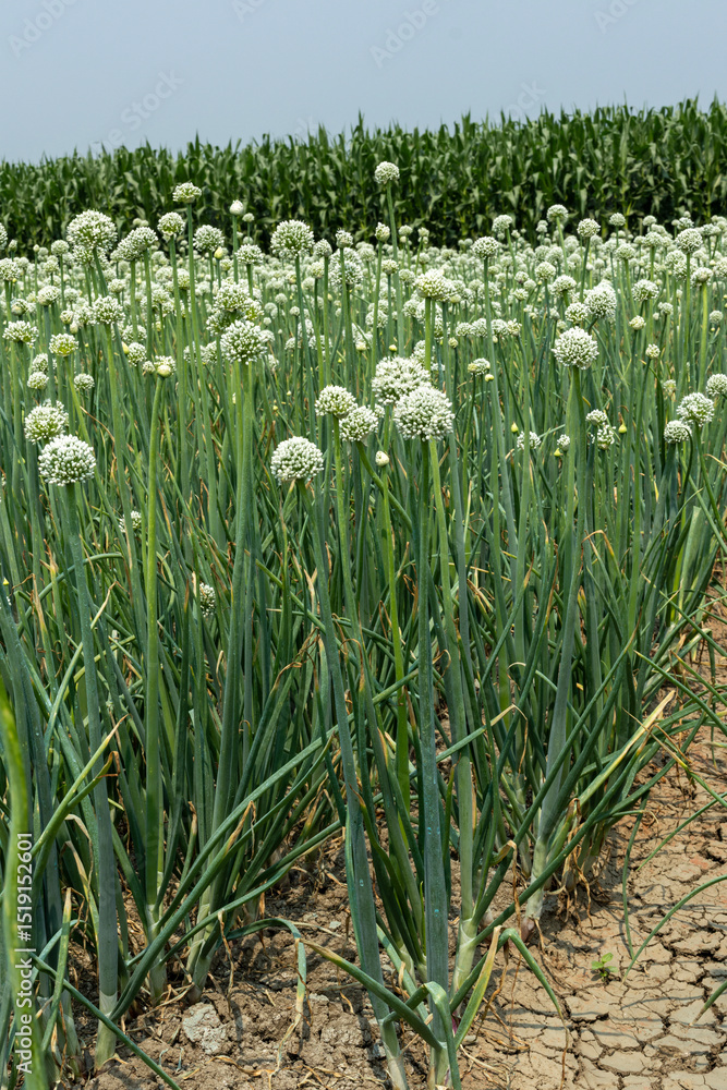Fototapeta premium Close-up photo of onion plants with blooming flowers and mixed cultivation or scenic view of other crops in the distance