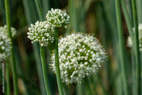 Beautiful Onion flower in a selective focus,  garlic in summer, natural background