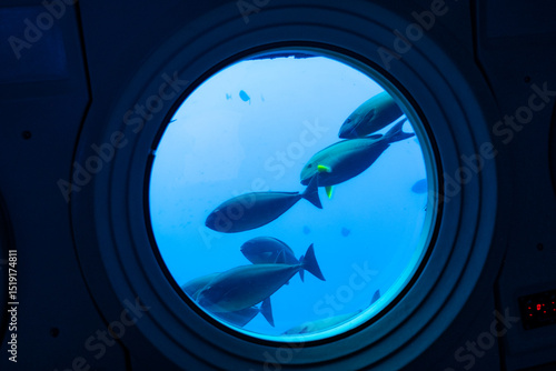 A small school of reef fish passes a porthole window during a submarine tour in blue tropical water, Oahu, Hawaii, December 1, 2019