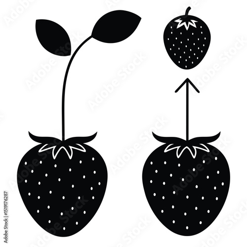 Conceptual Diagram of Strawberry Seed Germination