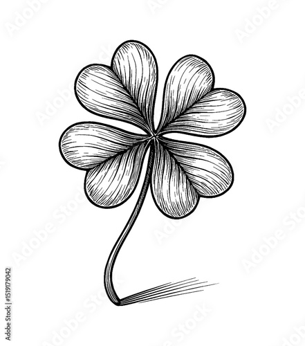 Detailed Engraved Line Art Illustration of a Four Leaf Clover on White Background