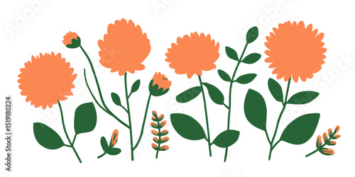 Vibrant Orange Flower Blossoms Garden Plant Illustrations