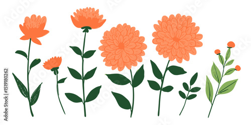 Vibrant Orange Flower Blossoms Garden Plant Illustrations