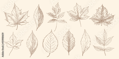 Wallpaper Mural Hand-Drawn Autumn Leaves Vector Set Botanical Illustrations for Fall Designs Torontodigital.ca