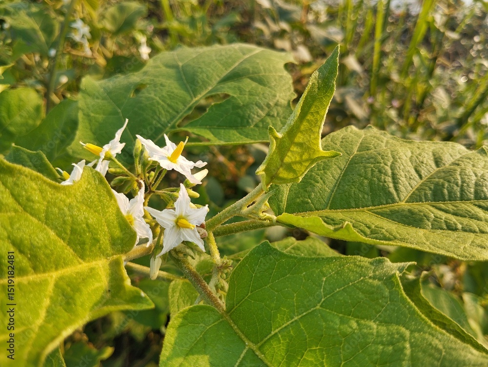 Naklejka premium Devil's Fig flowers (Solanum torvum) in outdoor garden 