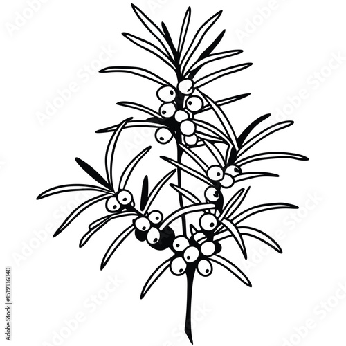 A black and white illustration of a juniper branch with berries from a close-up viewpoint