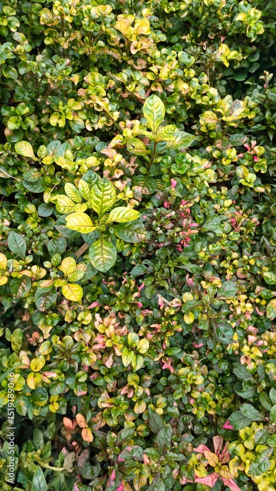 Vibrant ground cover with a mix of lush green, yellow, and pink leaves, creating a natural, colorful texture ideal for backgrounds and eco-themed designs Vibrant ground cover with a mix of lush green, yellow, and pink leaves, creating a natural, colorful texture ideal for backgrounds and eco-themed designs