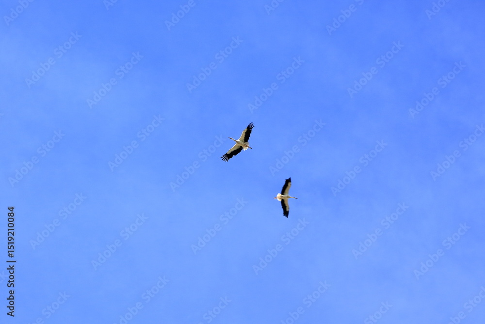 Obraz premium storks flying in the air near El Higueron, Cordoba, Andalucia, Spain