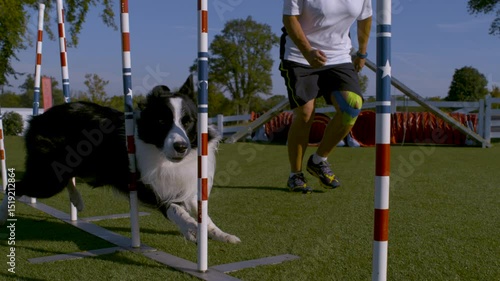 Dog running through poles at training area - super slow motion steady cam shot