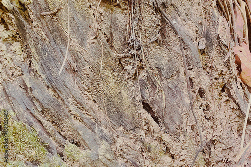 Detailed Tree Bark and Soil Texture with Roots and Moss Elements