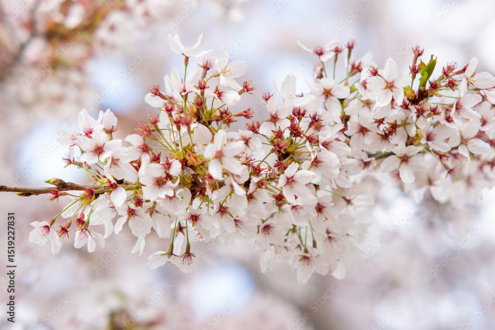 Obraz premium cherry blossom in spring