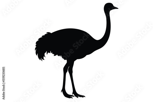 Ostrich Silhouette Vector Art Illustration on White