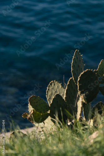 Prickly pear cactus growing near the blue sea in summer