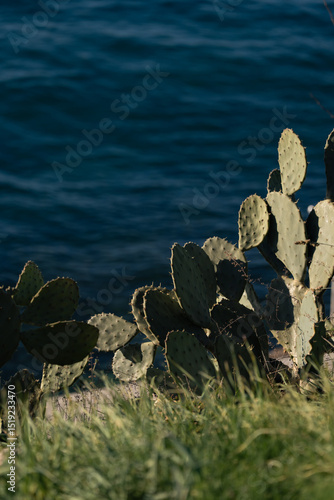 Prickly pear cactus growing near the deep blue sea