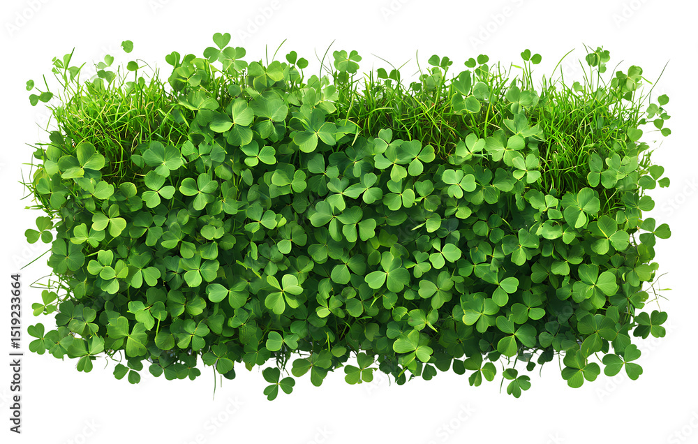 Obraz premium Green Grass Mixed with Clover Leaves, Transparent Background
