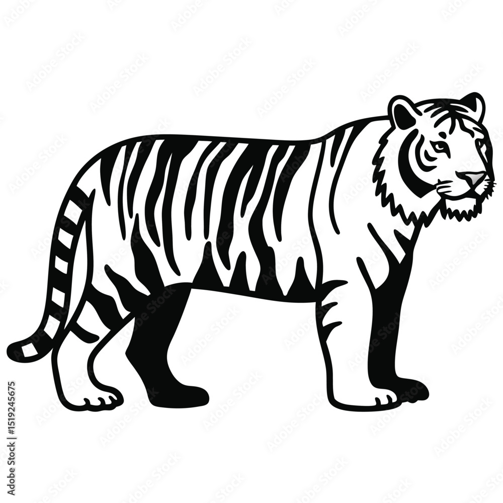 Fototapeta premium A standing tiger with black and white fur looks forward calmly.
