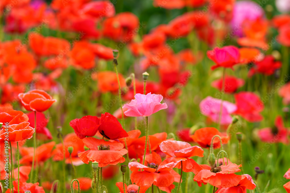 Garden landscape with red poppies in bloom in early summer Garden landscape with red poppies in bloom in early summer