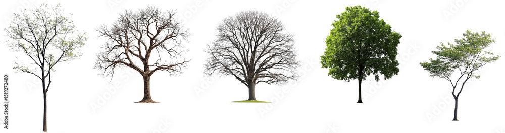 Fototapeta premium Five Trees in Different Seasons, Isolated on Transparent Background, 3D Render, Nature, Foliage, tree, season, nature