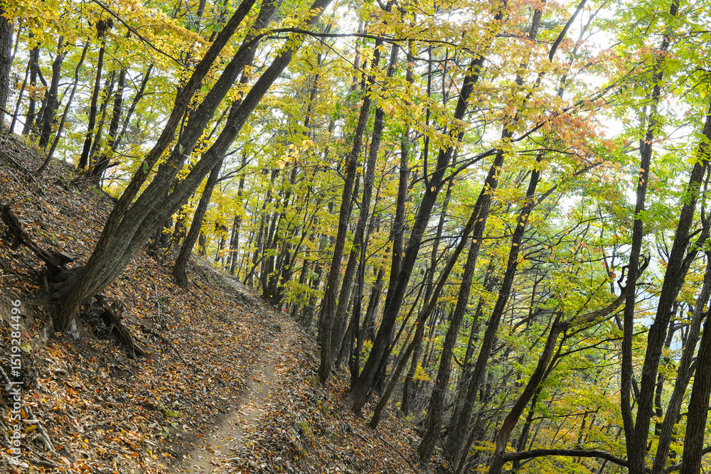Fototapeta premium 다양한 색의 단풍이 있는 숲속 산길.