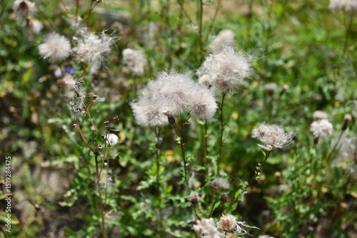 The mixture of blooming meadow flowers on a blurred background in our garden. Focus is on the center of the image.