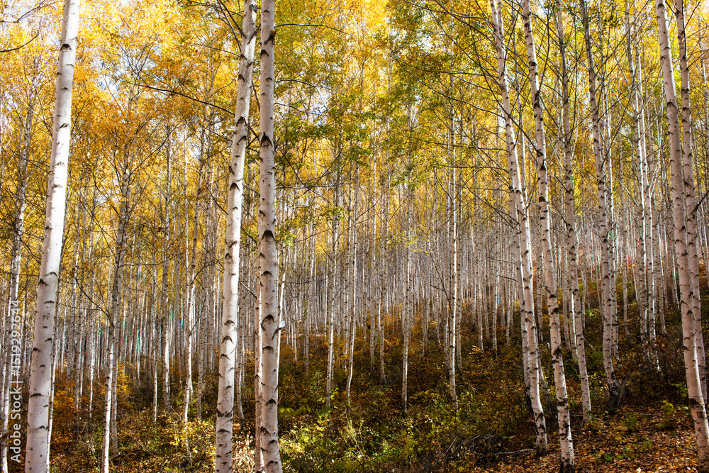 Fototapeta premium 가을 분위기의 잎이 노란 자작나무.