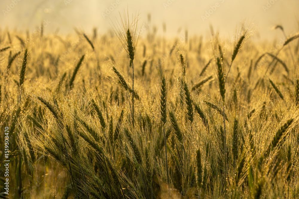 Abstract Wheat Crops summer or spring background and Selective Focus. Wheat crops Background in Golden hour Abstract Wheat Crops summer or spring background and Selective Focus. Wheat crops Background in Golden hour