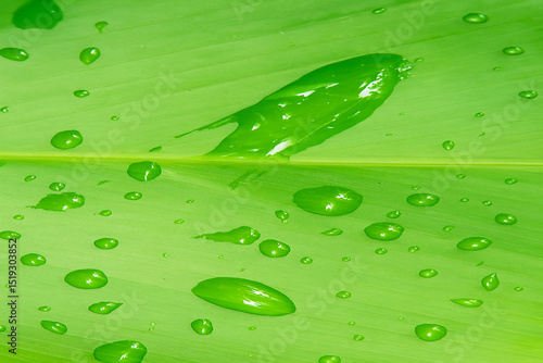 Fresh Green Leaf with Water Droplets – Natural Botanical Texture Background