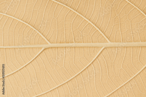 Dried Leaf Macro Texture with Natural Veins and Beige Tones
