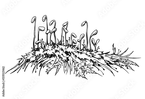Moss carper patch cushion with sporangium spore capsules on long stalks. Forest floor cover, wetlands marshes undergrowth. Single element botanical bryophyte illustration hand drawn in vector ink.