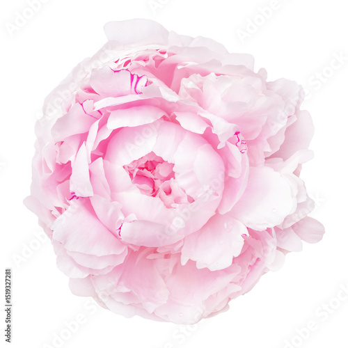 Soft Pink Peony Flower Isolated on Transparent Background