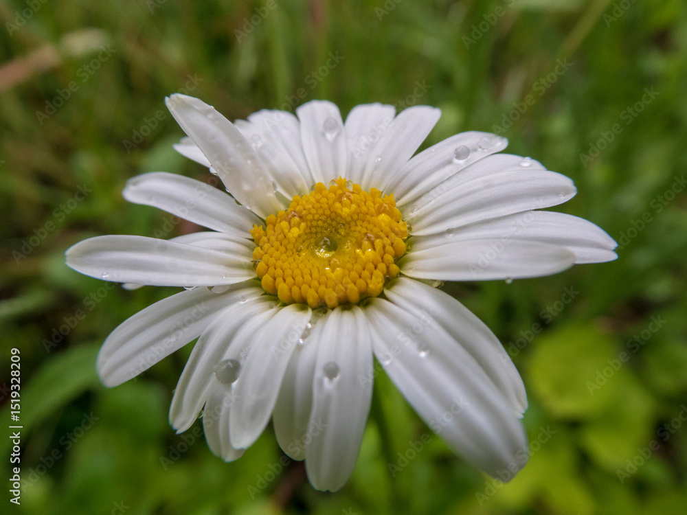 Pure White Daisy Petals with Clear Raindrops Pure White Daisy Petals with Clear Raindrops