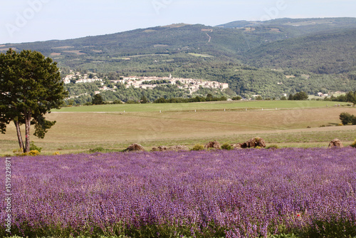 Champ de sauge officinale en Provence 