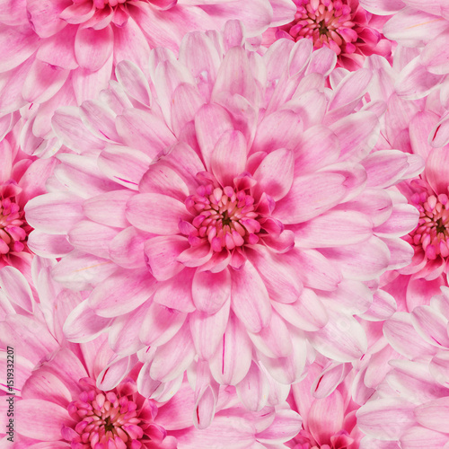 Seamless pattern of pink chrysanthemum blooms with vibrant floral texture