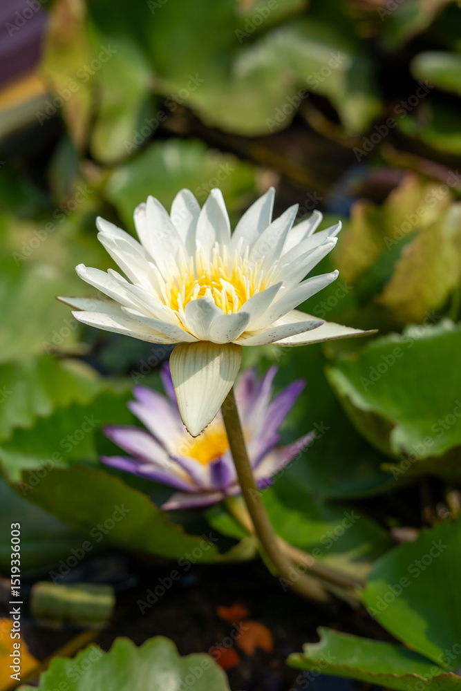 A white water lily with a yellow center is in a pond with leaves A white water lily with a yellow center is in a pond with leaves