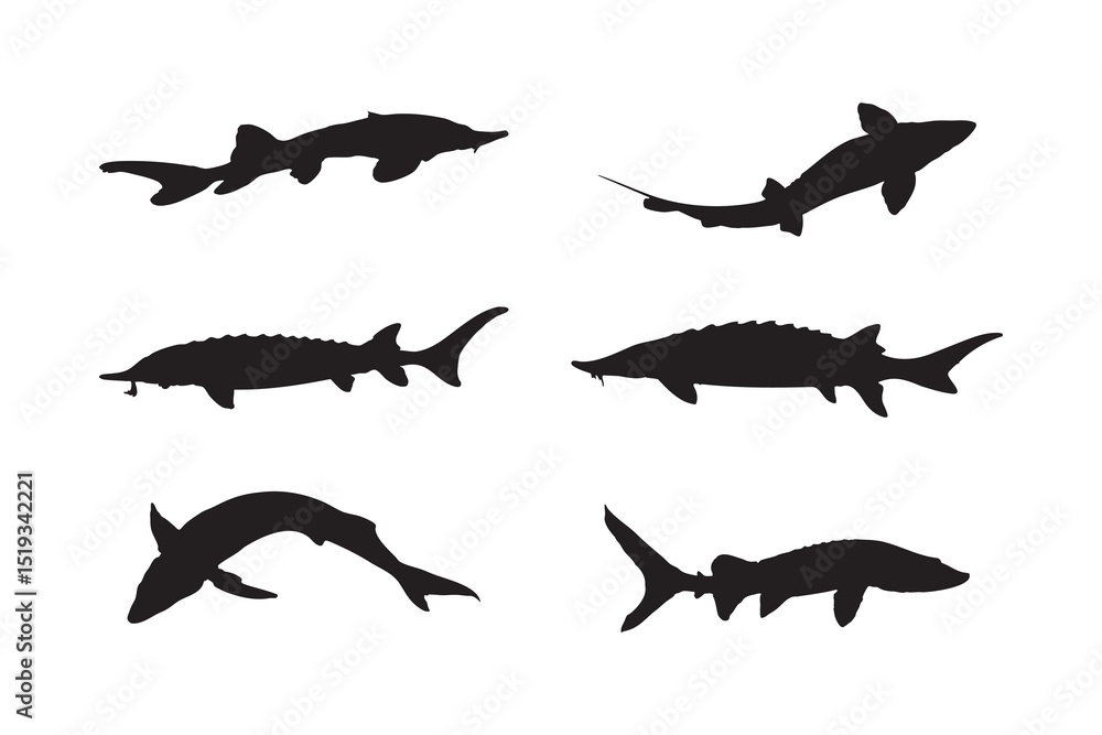 Atlantic Sturgeon Silhouette Vector Set Fish Illustrations in Various Poses for Marine and Wildlife Design on White Background Atlantic Sturgeon Silhouette Vector Set Fish Illustrations in Various Poses for Marine and Wildlife Design on White Background