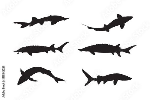 Atlantic Sturgeon Silhouette Vector Set Fish Illustrations in Various Poses for Marine and Wildlife Design on White Background