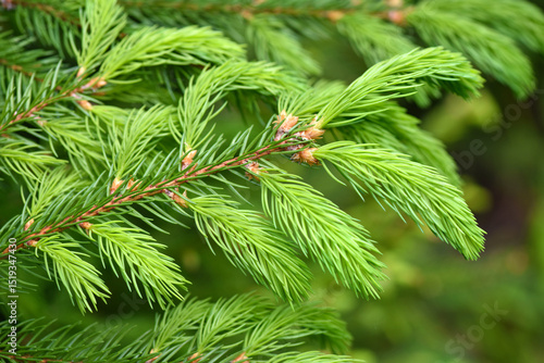 Branches spruce tree with young new shoots on a natural green background in spring forest. Natural background