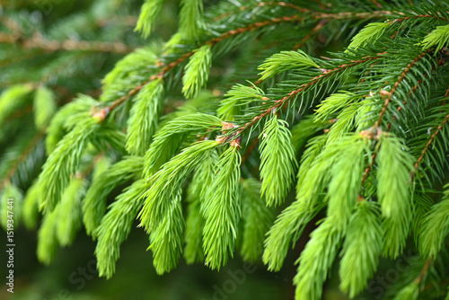 Branches spruce tree with young new shoots on a natural green background in spring forest. Natural background