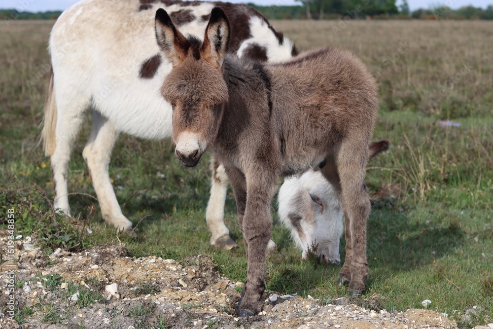 Obraz premium Donkey foal in the New Forest