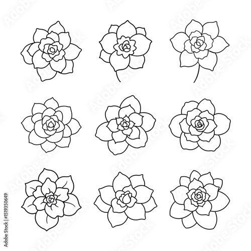 Echeveria Succulent Line Art Vector Set Collection