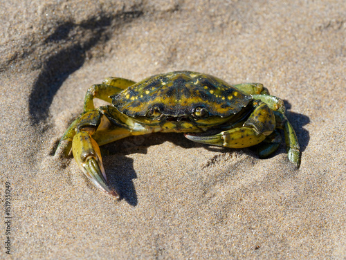 A green crab with yellow spots rests on the warm sand