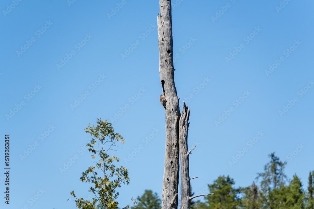 Fototapeta premium Woodpecker on a tall tree trunk against a blue sky.