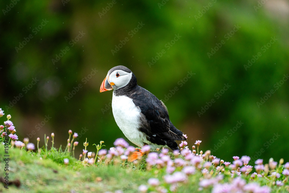 Obraz premium Papageientaucher zwischen Wildblumen auf Saltee Island