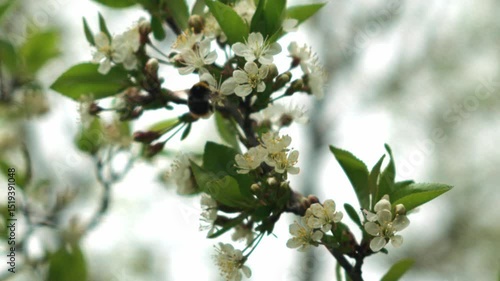 A bumblebee pollinates a cherry blossom. slow motion