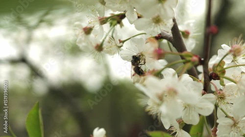 a bee pollinates plants. cherry blossoms. slow motion