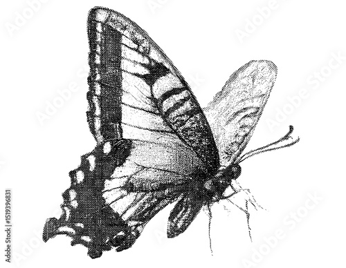 Butterfly halftone stipple effect for collage design, vector illustration, grainy photocopy texture, experimental dotted retro banner, street art style, alternative graphics, indie design trends.