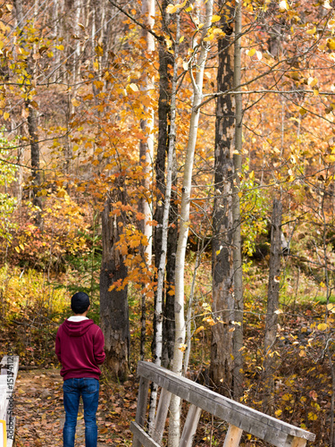 Autumn season, cold weather, orange tree, maple leaf at Mot-Tremblant, Quebec