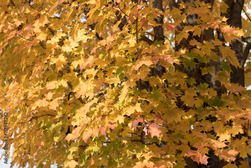 Autumn season, cold weather, orange tree, maple leaf at Mot-Tremblant, Quebec