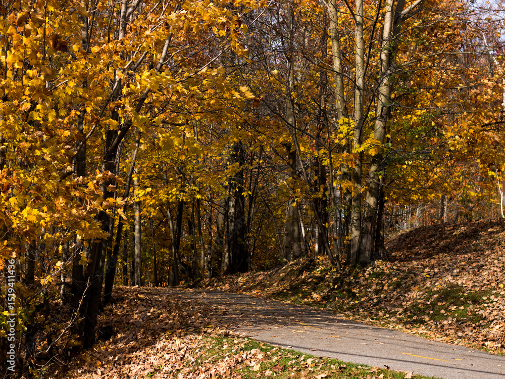 Obraz premium Autumn season, cold weather, orange tree, maple leaf at Mot-Tremblant, Quebec